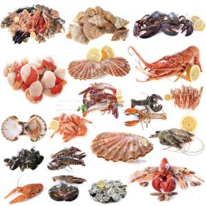 Deniz Kabukluları (crustacea)  Alerjen Test Kiti